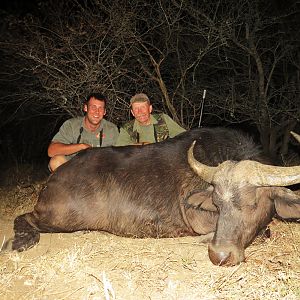 South Africa Buffalo Cow Hunting