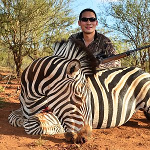 Hunt Zebra in South Africa