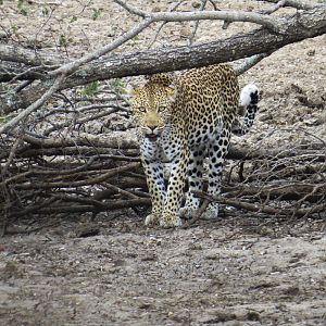 Leopard South Africa Bos en Dal Safaris