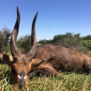 Bushbuck  Hunting South Africa