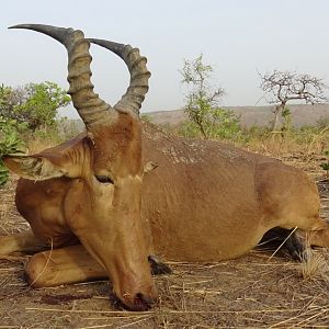 Western Hartebeest Hunting Benin