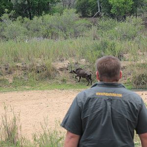 Hunting Buffalo with Pro Hunting Safaris