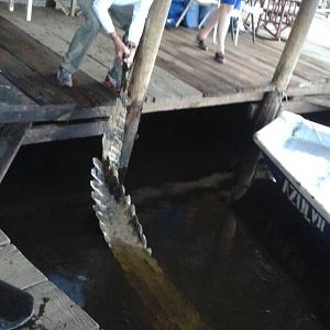 Huge croc that hung around the dock