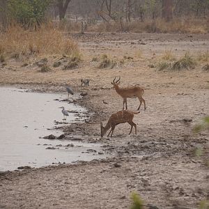 Harnessed Bushbuck