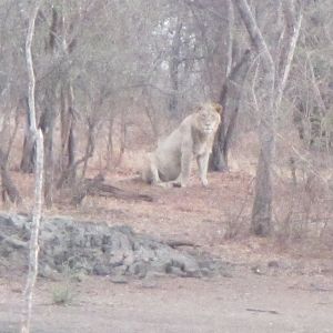 Nature & Wildlife Lion