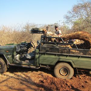 Hunting Giraffe