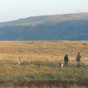 Hunting with hounds/dogs