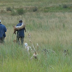 Hunting Serval Cat