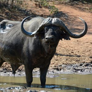 Wildlife Buffalo