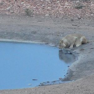 Wildlife Lion