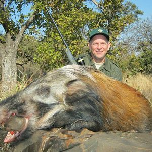 Bushpig  Hunting