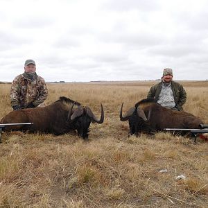 Hunt Black Wildebeest