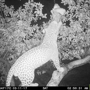 Leopard at bait Namibia