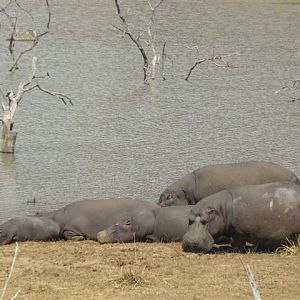 Hippos