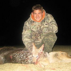 African Porcupine & Jackal Hunt