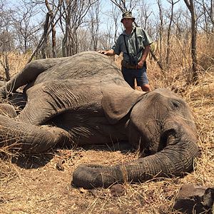 Tuskless Elephant Hunt