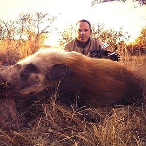 Media 'Bushpig Bow Hunting' in category 'Bow Hunting Africa'