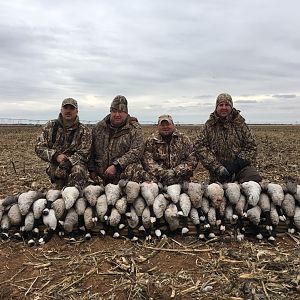 Hunting Cackling Goose