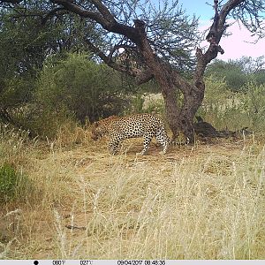 Leopard eating during the day 2