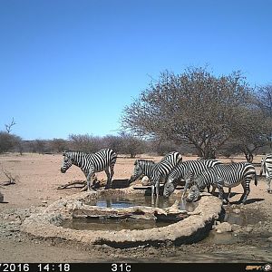 Trial Cam Zebra
