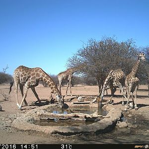 Giraffe Trial Cam