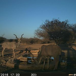 Trial Cam Kudu