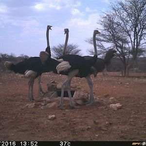 Trial Cam Ostrich