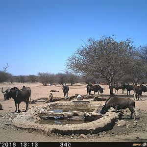 Black Wildebeest Trial Cam