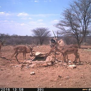 Impala & Gemsbok Trial Cam