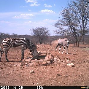 Trial Cam Zebra & Gemsbok