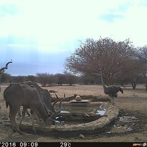 Trial Cam Kudu
