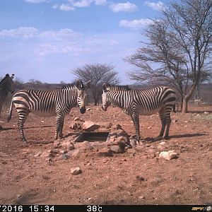 Zebra Trial Cam