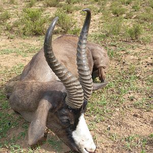 Black Springbok South Africa Hunt