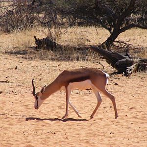 Namibia Wildlife Springbok