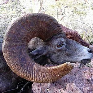 Bighorn Desert Sheep Hunt Mexico