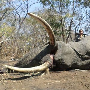 Elephant Mozambique Hunt