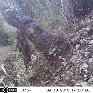 Leopard Trial Cam