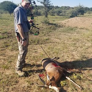 South Africa Bow Hunting Blesbok