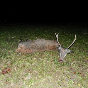 Red Stag Hunt Slovenia
