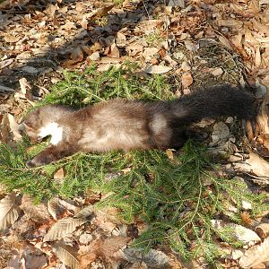 Beech Marten Slovenia Hunt