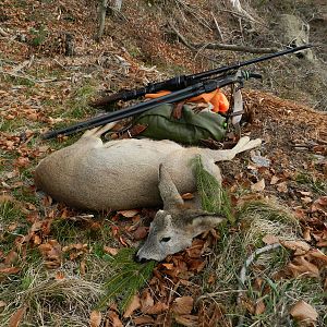 Hunting Roe Deer Slovenia