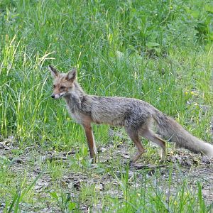 Wildlife Slovenia Fox