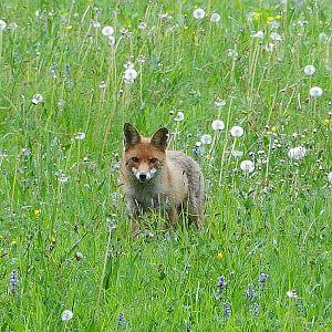 Wildlife Slovenia Fox