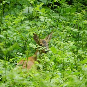 Slovenia Wildlife