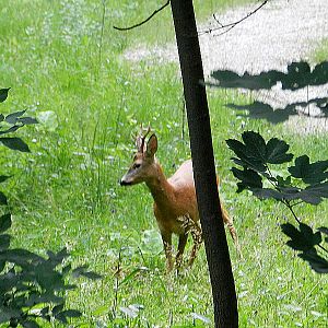 Slovenia Wildlife