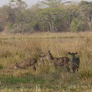 Wildlife Waterbuck Zambia