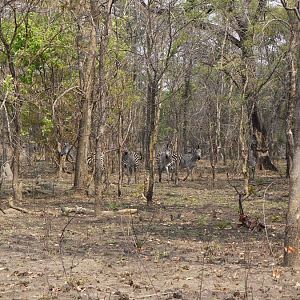 Zambia Wildlife Zebra