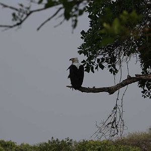 Zambia Wildlife Fish Eagle