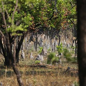 Wildlife Eland Zambia