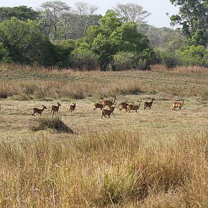 Wildlife Kob Zambia